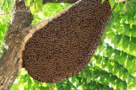 Get rid of bees with natural ingredients. 15 Safe Ways To Get Rid Of Bees Naturally Fast Pest Wiki