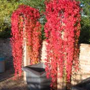 parthenocissus quinquefolia engelmannii wilde wingerd de tuinen van appeltern tuin planten klimplanten