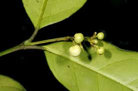 Image result for Garcinia volkensii