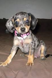 Black And Tan Chiweenie For Sale Dapple Chiweenie So Cute Chiweenie Puppies Chiweenie Puppies