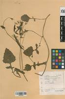 Image result for Emilia jeffreyana