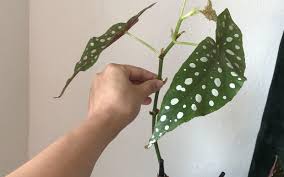 Image result for Brownleea maculata