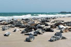 Die landesverordnung über das naturschutzgebiet nordfriesisches wattenmeer vom 22. Schleswig Holsteinisches Wattenmeer Flora Fauna