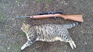 The safest way to trap a feral cat, or a wild animal of any kind, is to use a safe live trap, such as the havahart brand. How Big Is The Feral Cat Problem Abc None Australian Broadcasting Corporation