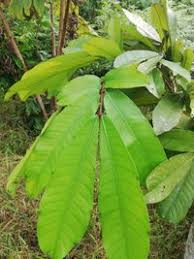 Image result for Gilbertiodendron dewevrei