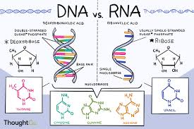 Do You Know The Differences Between Dna And Rna Study Biology Biology Notes Biology Lessons