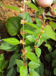 Image result for Pouzolzia parasitica