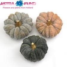 Image result for Cucumis hirsutus