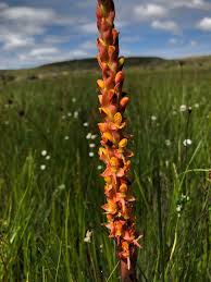Image result for Disa ochrostachya
