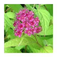 Image result for Spiraea bumalda