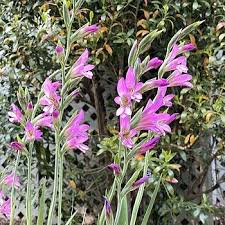 Image result for Gladiolus zambesiacus