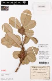 Image result for Manilkara obovata