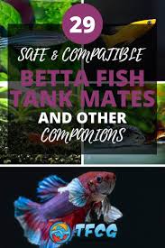 50 Awesome Betta Tank Mates That Can Live With Bettas In 2020 Betta Fish Tank Mates Betta Tank Mates Fresh Water Fish Tank