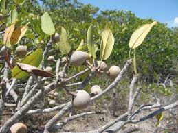 Image result for Manilkara