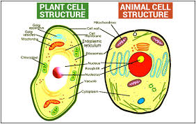 Plant cell diagram | animal cell diagram. What Are The Main Differences Between Plant And Animal Cells Quora