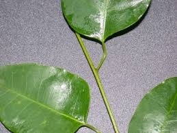 Image result for Maprounea