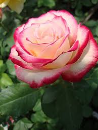 Native to europe, asia, and north america there are about one hundred different species. Royal Paradise Garden Rare Grafted Pink White Rose Flower 1 Healthy Live Plant Amazon In Garden Outdoors