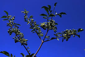 Image result for Psydrax livida