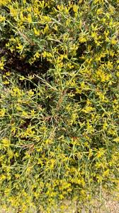 Image result for Hermannia eenii