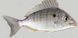 Pinfish Bait Button The Pinfish Is A Small Bait Fish Growing To 8 Inches That Can Be Found Inshore In Schools Numbering In The Thousan Fish Fish Feed Saltwater