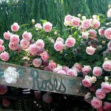 Check spelling or type a new query. Pin By Berta Gergek On Flower Power Beautiful Roses David Austin Climbing Roses Beautiful Flowers