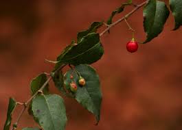 Image result for Gerrardinaceae