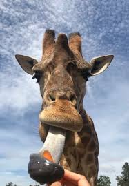 These long legs allow giraffes to run as fast as 35 miles an hour over short distances and. Giraffe Tongue Colour