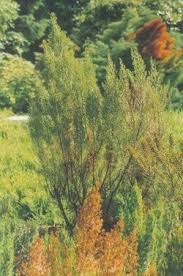 Image result for Erica kingaensis