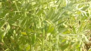 Alibaba.com offers 1,345 lentil plants products. à¤¦ à¤ à¤®à¤¸ à¤° à¤ à¤ª à¤¡ à¤ à¤¹à¤° à¤¯ à¤² Red Lentil Tree In India Youtube