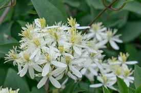 Image result for Clematis recta atropurpurea