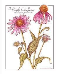 Echinacea Botanical Art Art Prints Sunflower Leaves
