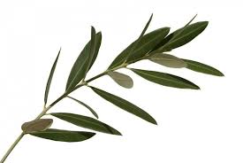 Olive Leaf Your Go To Winter Olive Leaf Leaves Olive