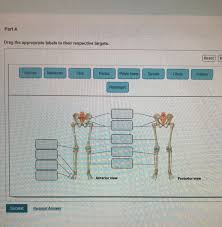 The ilium attaches to the sacrum via ligaments known as sacroiliac ligaments at the most dorsal areas. Art Labeling Activity Bones Of The Pelvic Girdle And Chegg Com