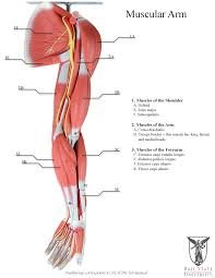 The accompanying muscle diagram reveals the positions of the muscles in this pose. Human Arm Muscles Diagram Anatomical Models Ball State University Digital Media Repository