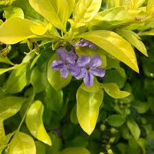Image result for Duranta erecta