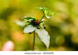 Image result for Sclerocarpus africanus