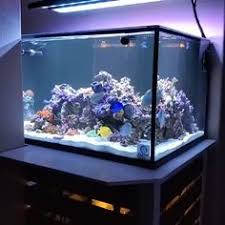 Harga ikan hias air laut nemo badut clownfish anemonefish orange clown. 130 Aquarium Air Laut Ideas Aquarium Air Led Aquarium Lighting