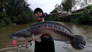 Boleh minta owner tolong hantar ke situ. Zzz79 Toman Fishing In Kedah Bm The Angler
