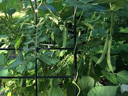 We did not find results for: Keeping Pinto Beans Away From The Dark Side Lab Manager