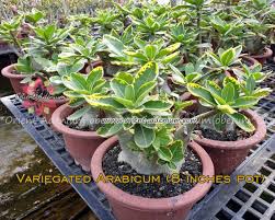 Image result for Erucastrum arabicum