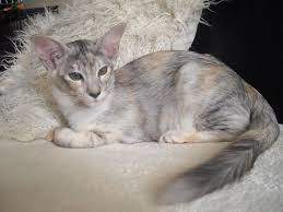 Black Tortie Silver Shaded Oriental Longhair Oriental Shorthair Cats Balinese Cat Pretty Cats