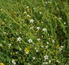 Image result for Thesium megalocarpum