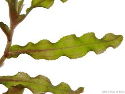 Image result for Potamogeton crispus