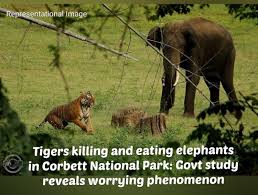 Tiger with an elephant calf kill. From ...
