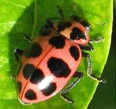 Ladybug Classification Types And Species Of Ladybugs