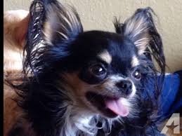 Chihuahuas come in all different shapes, colors, and coat types but. Tiny Long Haired Chihuahua Puppies Applehead For Sale In Rio Linda California Classified Americanlisted Com