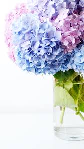 Imgur Com Hydrangea Wallpaper Cute Flower Wallpapers Flower Background Wallpaper