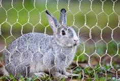 DIY Rabbit Run: Choosing Between Chicken Wire and Welded Mesh ...