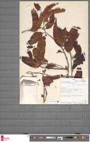 Image result for Staudtia