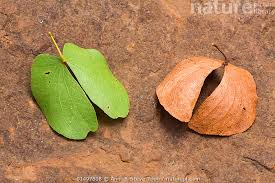 Image result for Colophospermum mopane